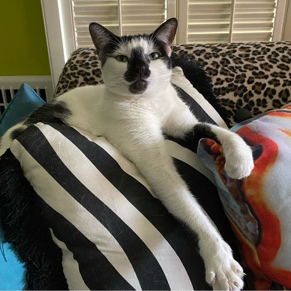 💗The Furry Freeloaders Stanley, Frazier, Greyson, Dottie and Fred! 💗 - Picture 6 of 6